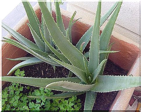 Aloe vera for your bedroom.