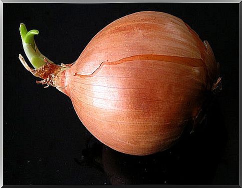 grow onions in a planter