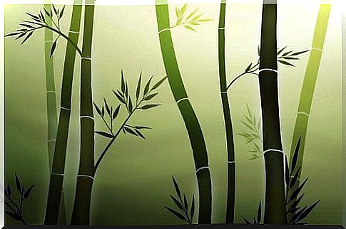 bamboo illustration 