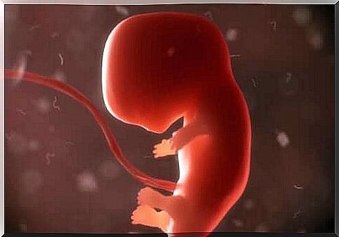 A fetus