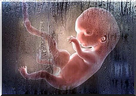 A developing fetus.
