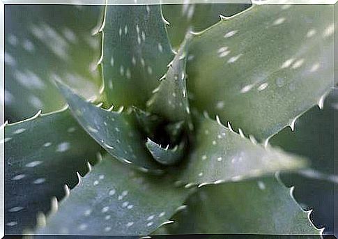 Aloe vera has moisturizing properties