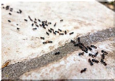 ants lined up