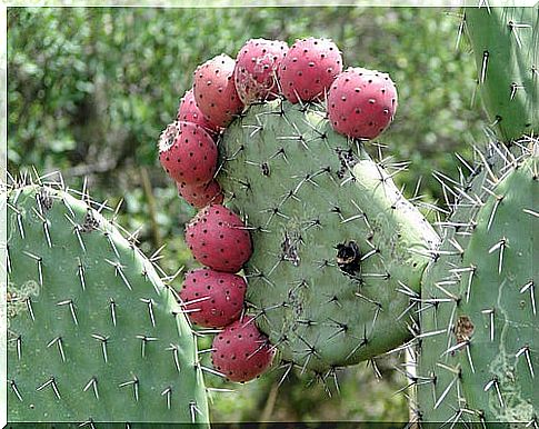 The nopal for health.